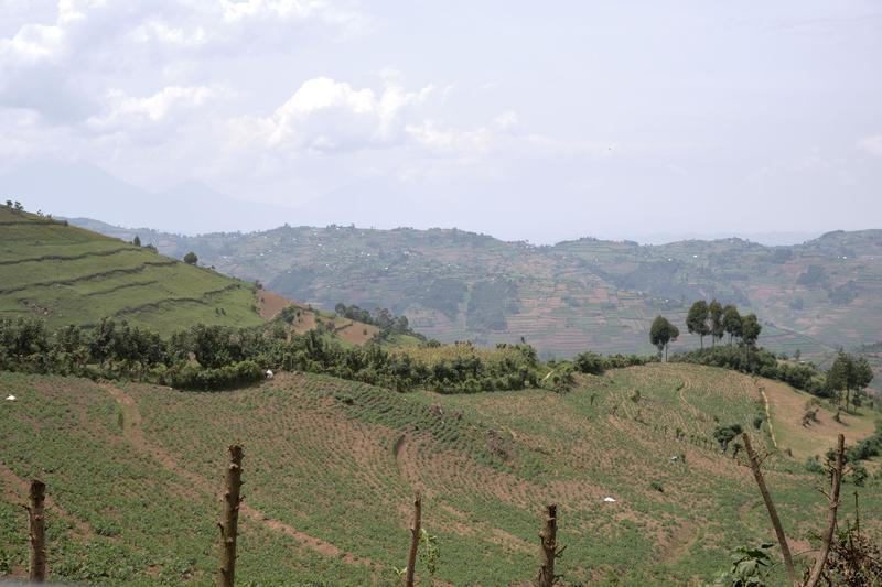 Rolling hills farmland landscape, Uganda