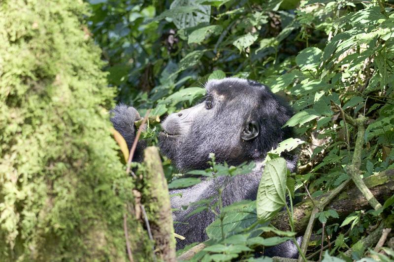 Female gorilla in Bwindi Impenetrable Forest, Uganda