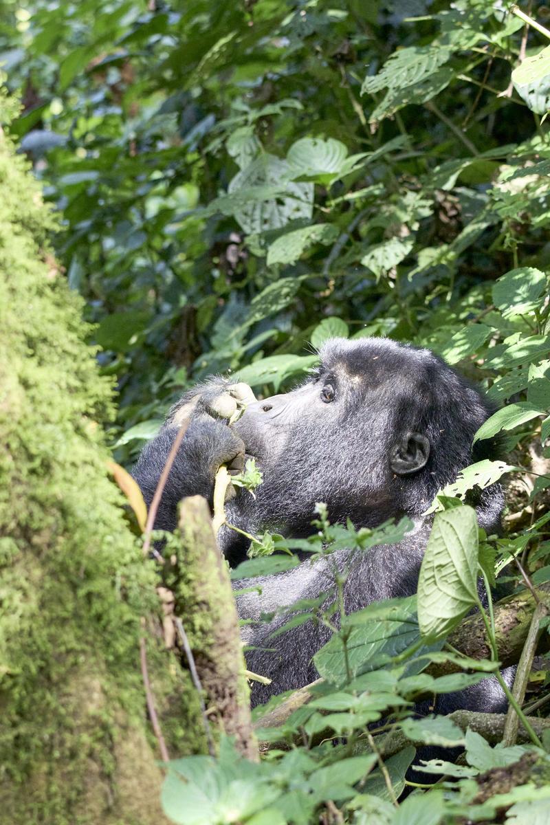 Female gorilla in Bwindi Impenetrable Forest, Uganda