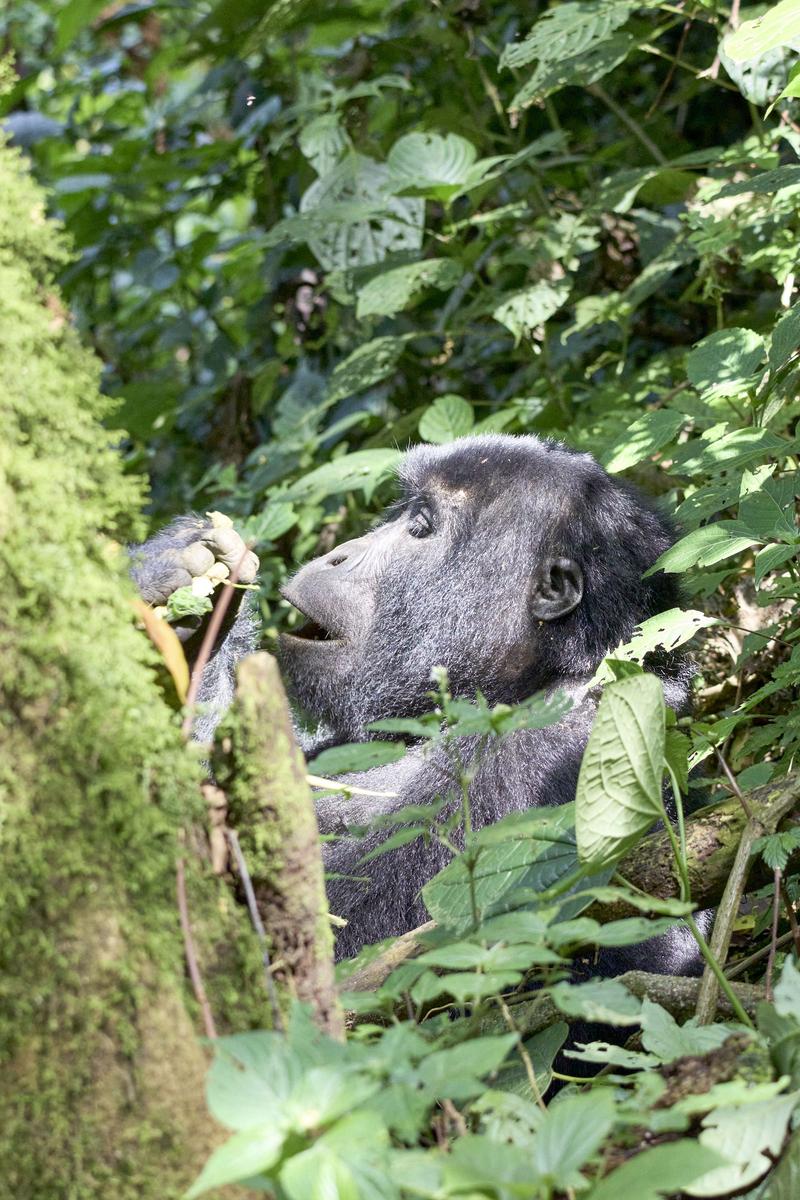 Female gorilla in Bwindi Impenetrable Forest, Uganda