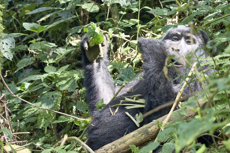 Female gorilla in Bwindi Impenetrable Forest, Uganda