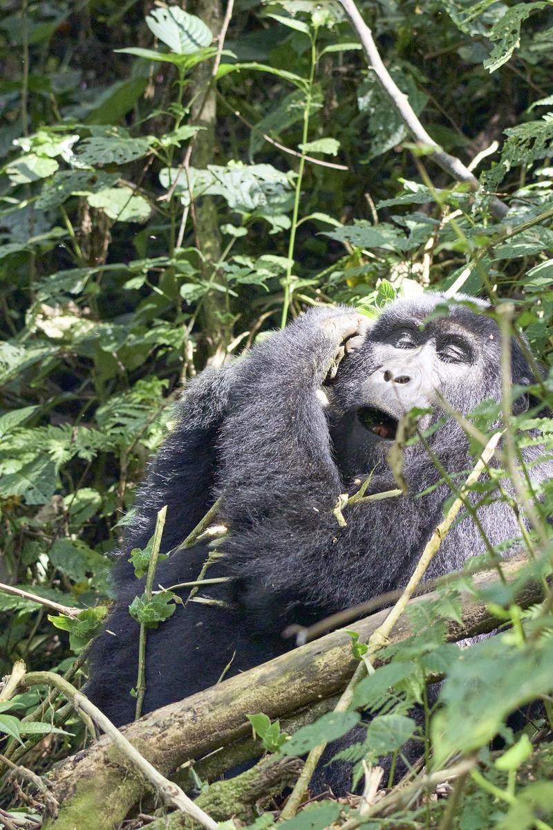 Female gorilla in Bwindi Impenetrable Forest, Uganda