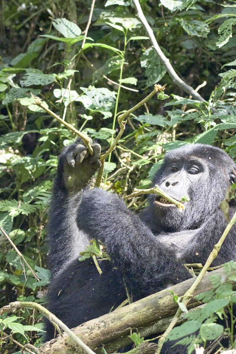 Female gorilla in Bwindi Impenetrable Forest, Uganda