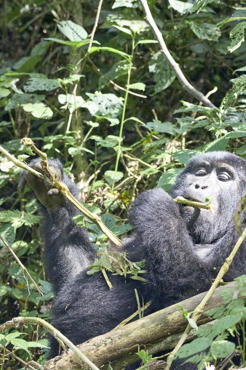 Female gorilla in Bwindi Impenetrable Forest, Uganda