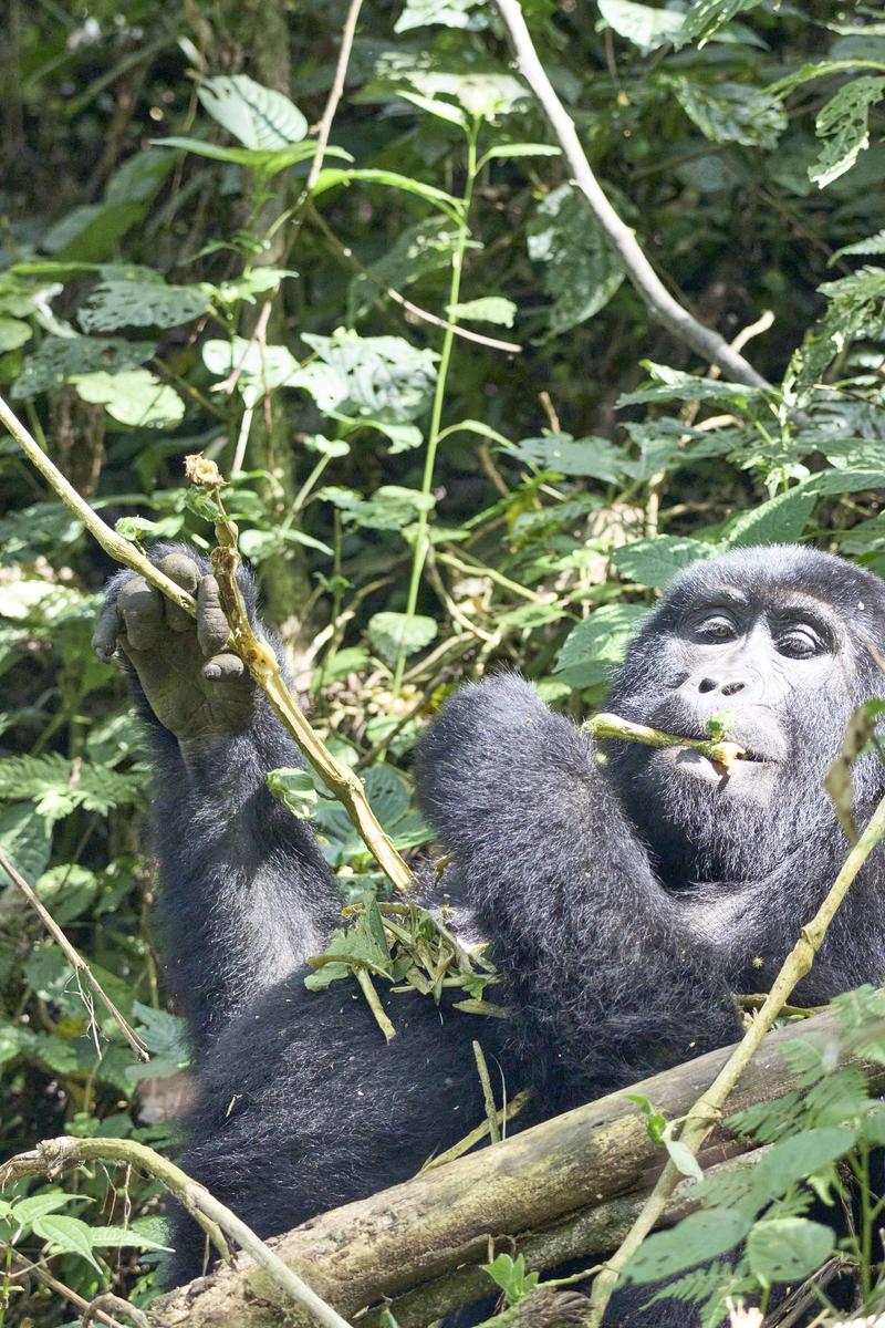 Female gorilla in Bwindi Impenetrable Forest, Uganda