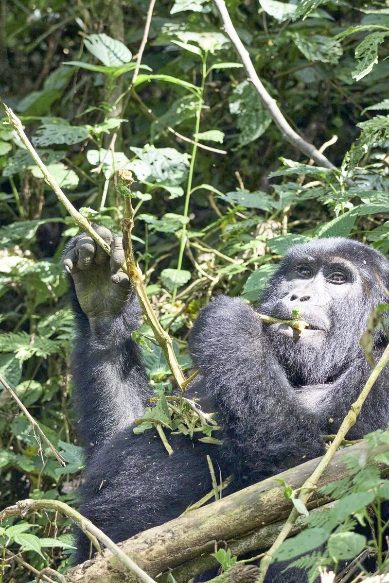 Female gorilla in Bwindi Impenetrable Forest, Uganda