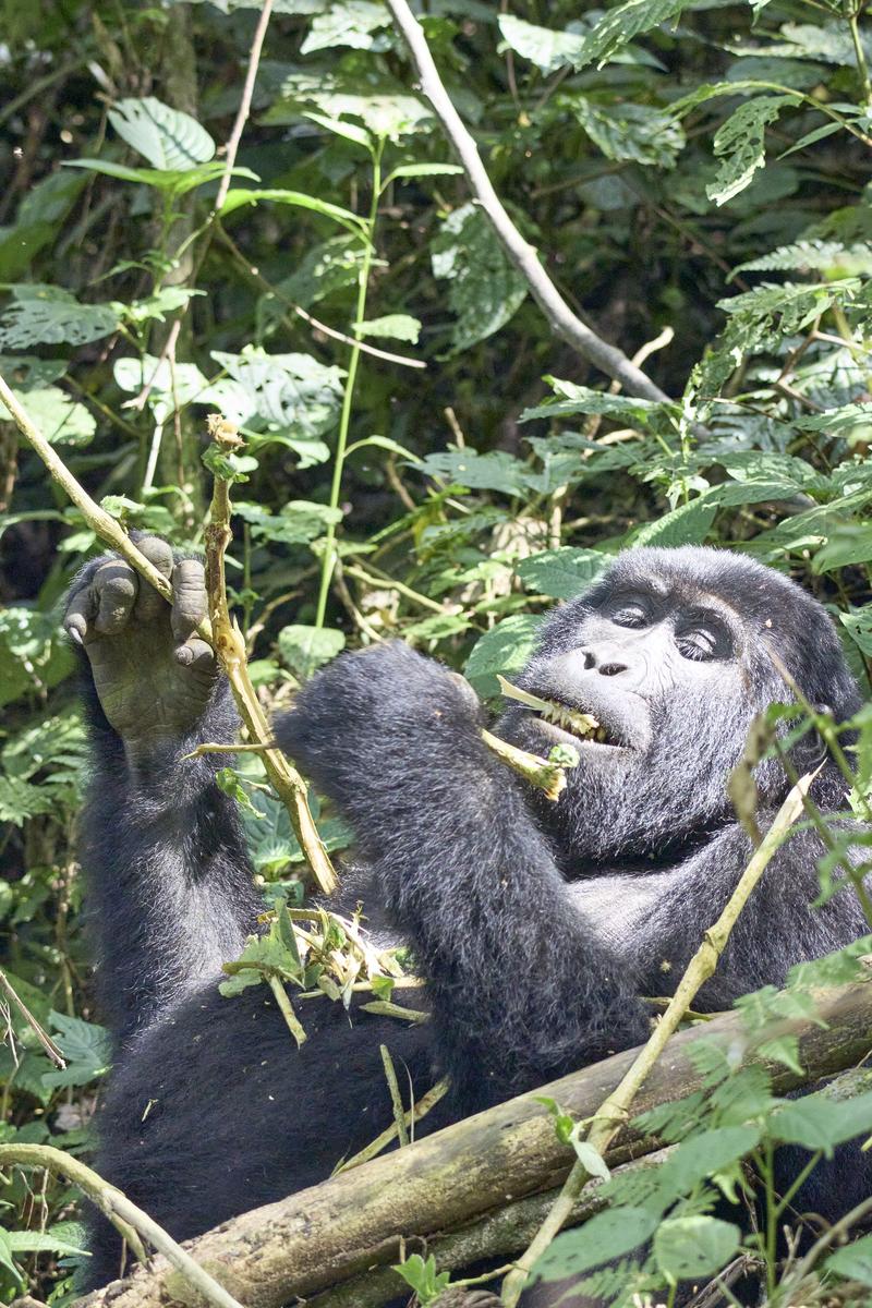 Female gorilla in Bwindi Impenetrable Forest, Uganda