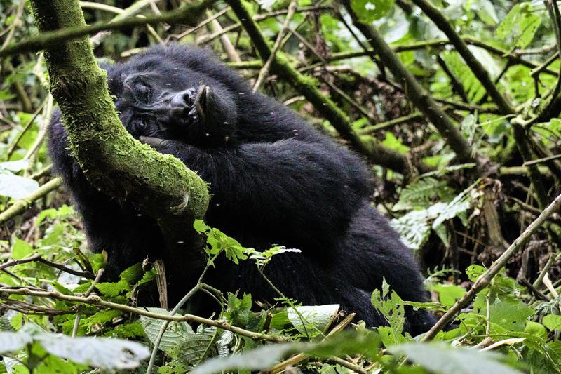 Female gorilla in Bwindi Impenetrable Forest, Uganda