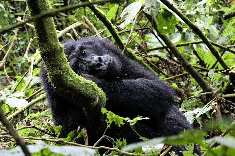 Female gorilla in Bwindi Impenetrable Forest, Uganda