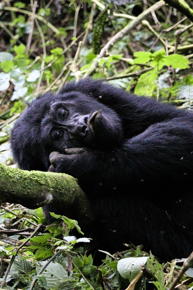 Female gorilla making faces in Bwindi Impenetrable Forest, Uganda