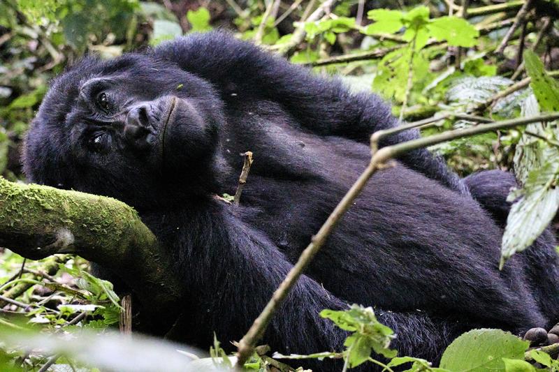 Female gorilla making faces in Bwindi Impenetrable Forest, Uganda