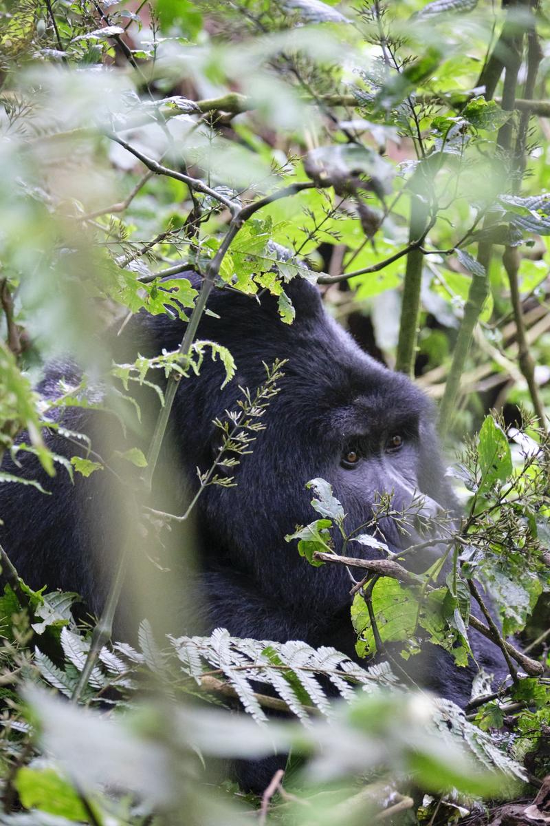 Male Silverback gorilla in Bwindi Impenetrable Forest, Uganda