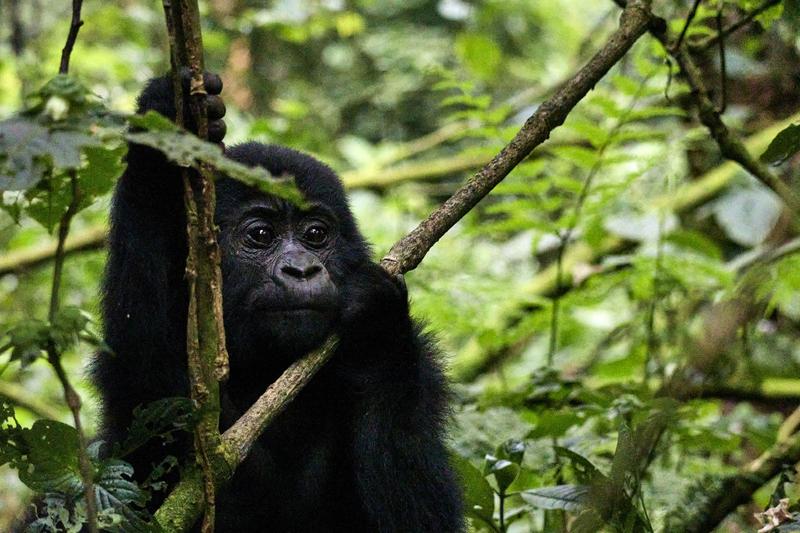 Baby gorilla in Bwindi Impenetrable Forest, Uganda