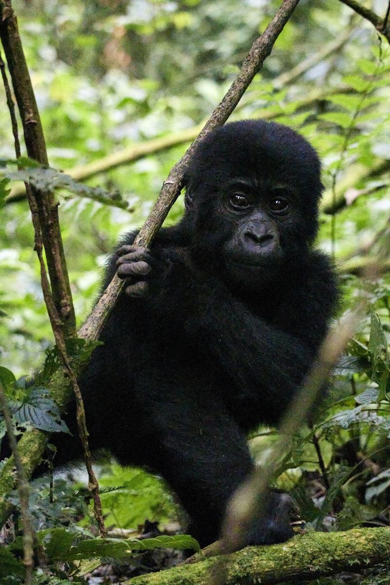 Baby gorilla in Bwindi Impenetrable Forest, Uganda