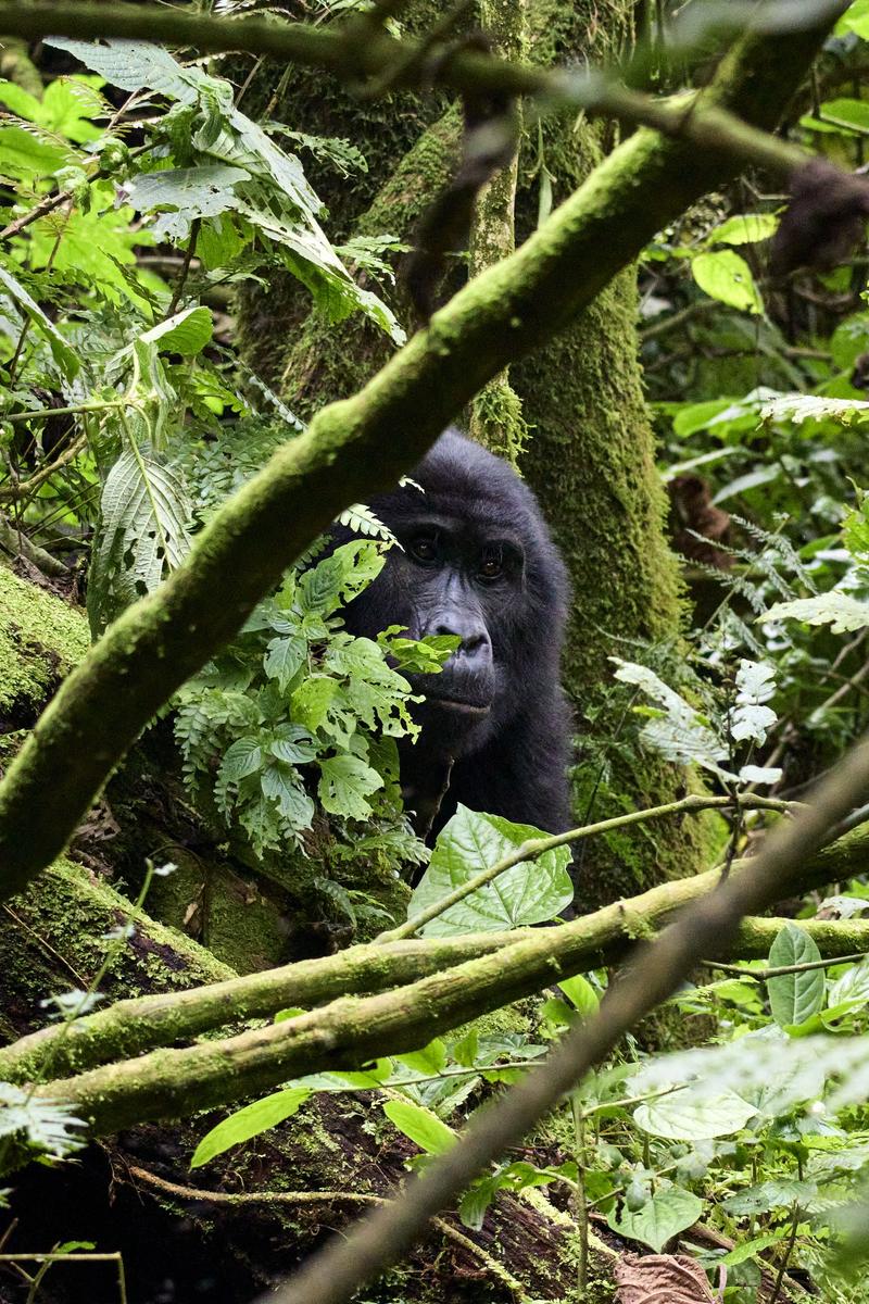 Male Silverback gorilla in Bwindi Impenetrable Forest, Uganda