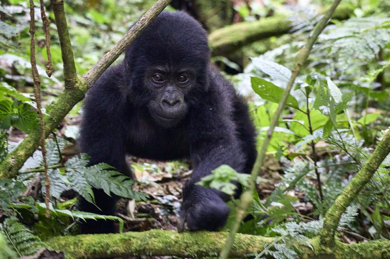 Baby gorilla in Bwindi Impenetrable Forest, Uganda