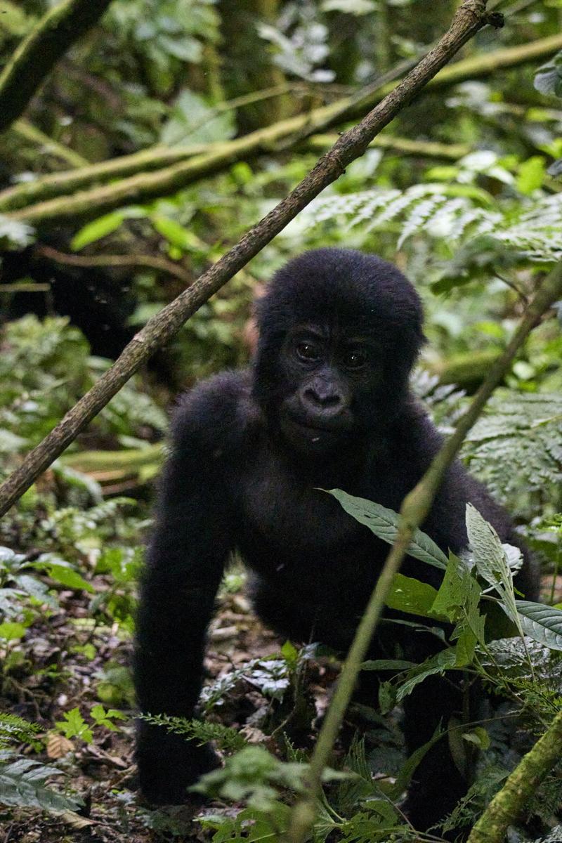 Baby gorilla in Bwindi Impenetrable Forest, Uganda