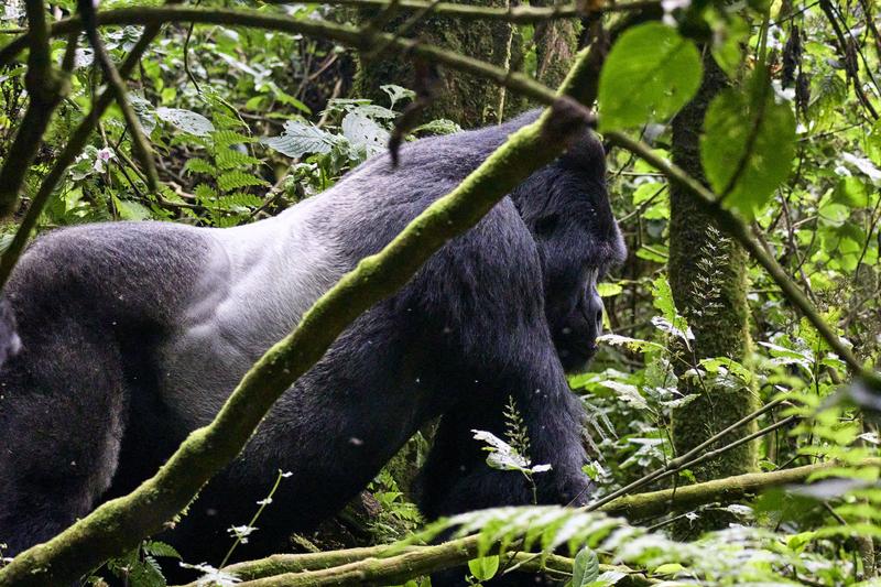 Male Silverback gorilla in Bwindi Impenetrable Forest, Uganda