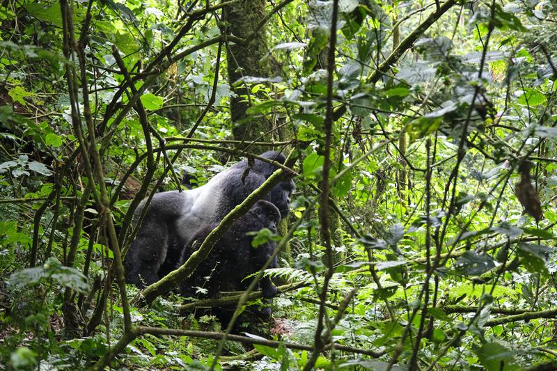 Male Silverback and female gorilla in Bwindi Impenetrable Forest, Uganda