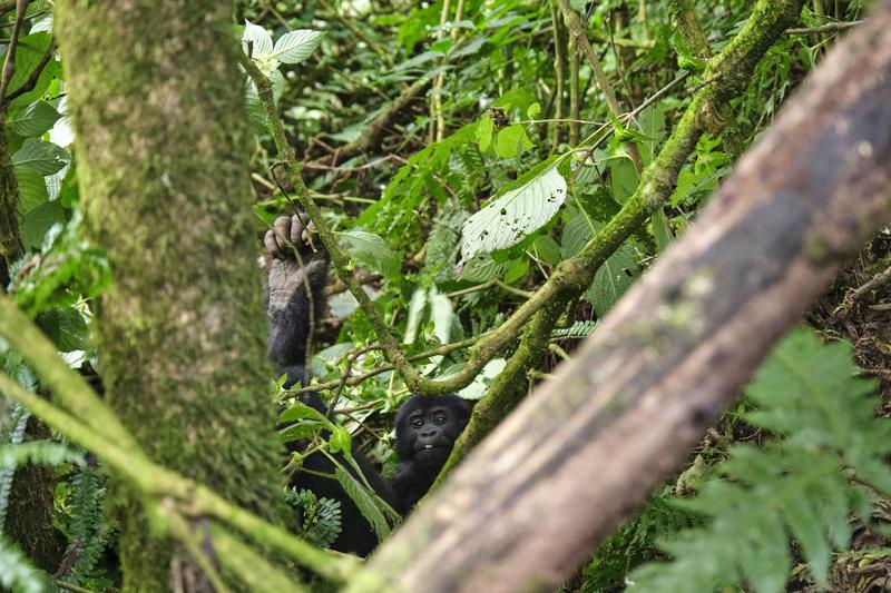 Baby gorilla in Bwindi Impenetrable Forest, Uganda