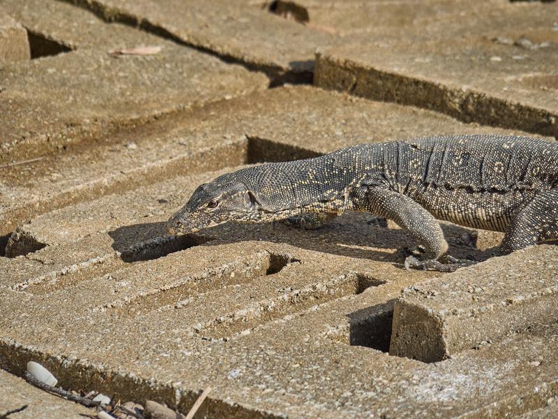 Monitor lizard, Sandakan, Sabah, Malaysia