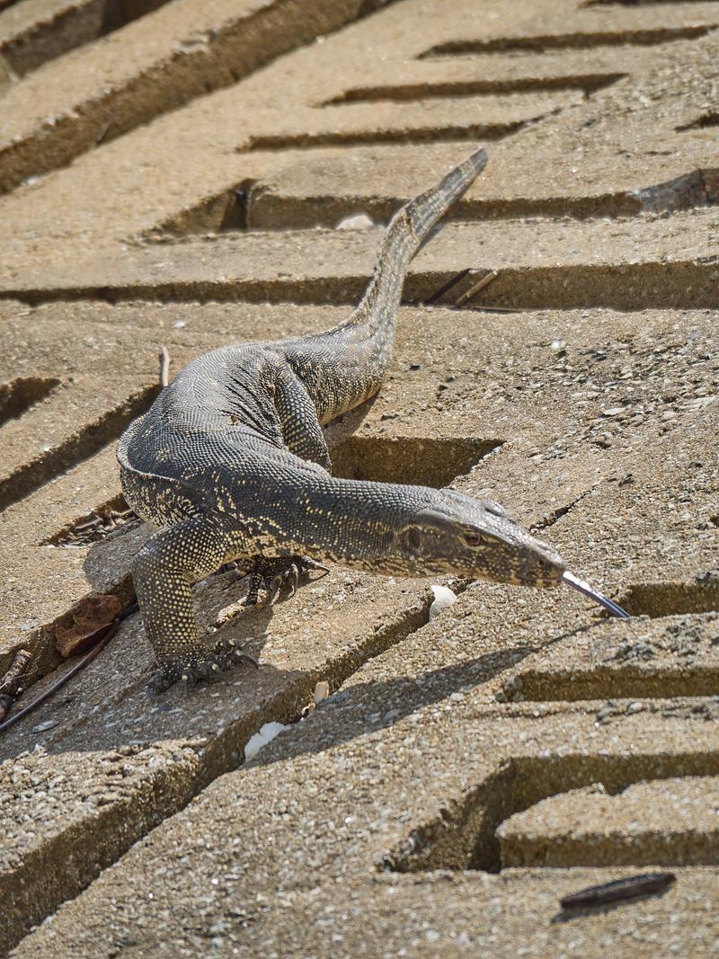 Monitor lizard, Sandakan, Sabah, Malaysia