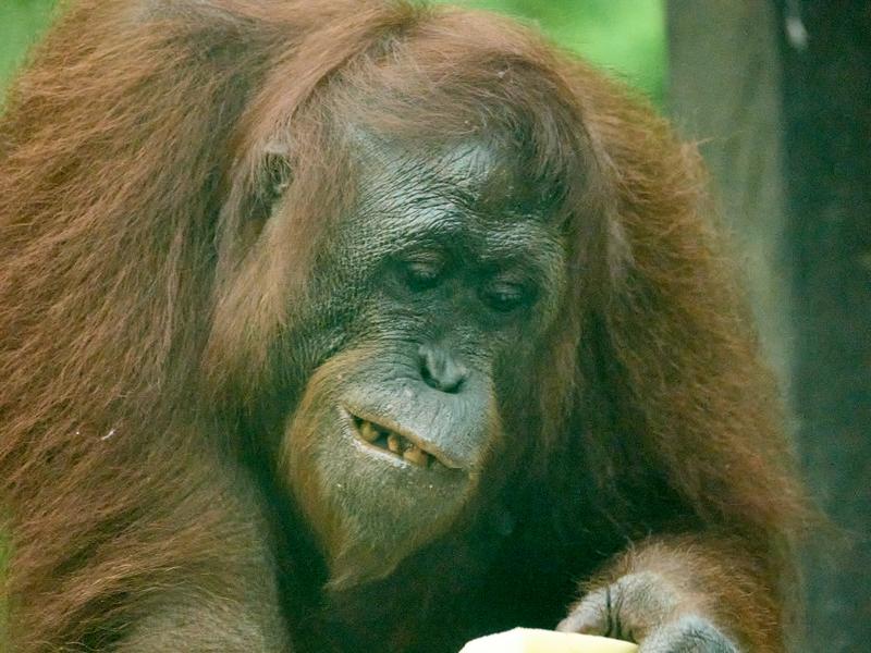 Sepilok Orangutan rehabilitation centre, Sandakan, Sabah, Malaysia