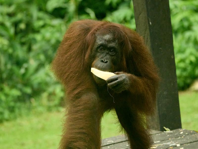 Sepilok Orangutan rehabilitation centre, Sandakan, Sabah, Malaysia