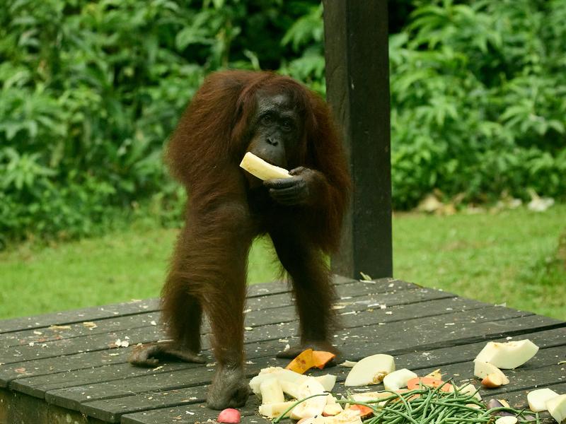 Sepilok Orangutan rehabilitation centre, Sandakan, Sabah, Malaysia