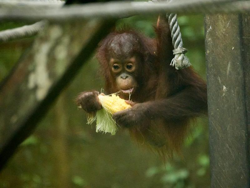 Sepilok Orangutan rehabilitation centre, Sandakan, Sabah, Malaysia