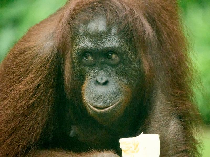 Sepilok Orangutan rehabilitation centre, Sandakan, Sabah, Malaysia