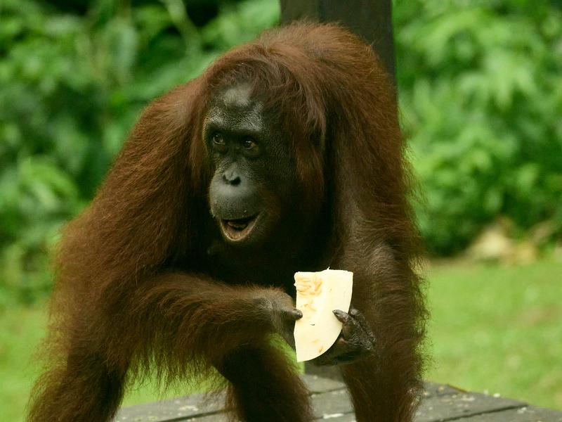 Sepilok Orangutan rehabilitation centre, Sandakan, Sabah, Malaysia