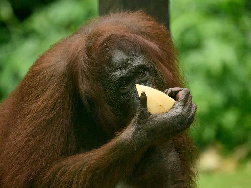 Sepilok Orangutan rehabilitation centre, Sandakan, Sabah, Malaysia