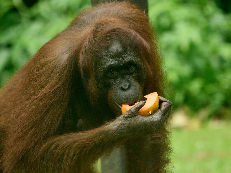 Sepilok Orangutan rehabilitation centre, Sandakan, Sabah, Malaysia