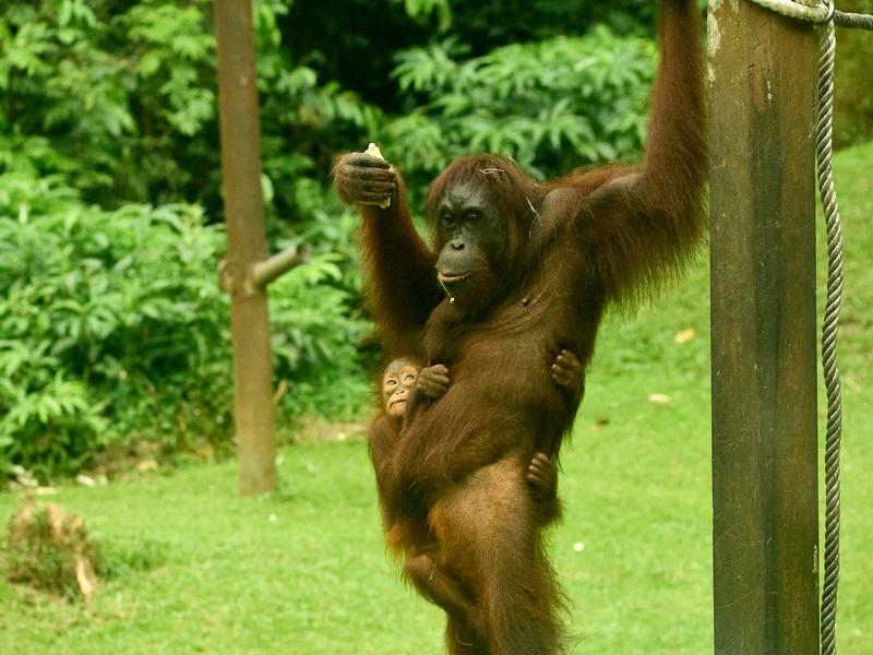 Sepilok Orangutan rehabilitation centre, Sandakan, Sabah, Malaysia