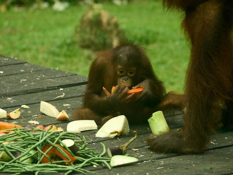 Sepilok Orangutan rehabilitation centre, Sandakan, Sabah, Malaysia