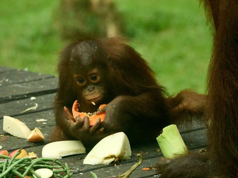 Sepilok Orangutan rehabilitation centre, Sandakan, Sabah, Malaysia