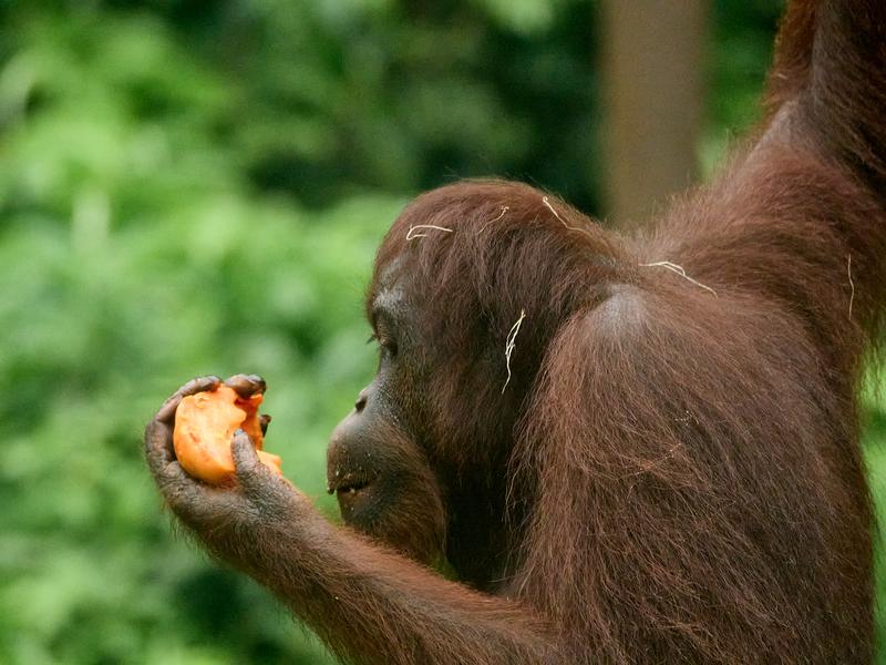 Sepilok Orangutan rehabilitation centre, Sandakan, Sabah, Malaysia
