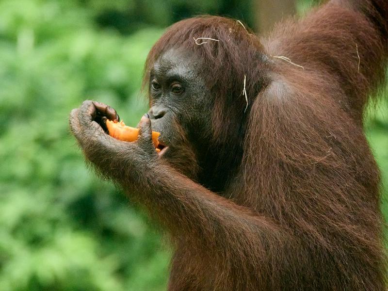 Sepilok Orangutan rehabilitation centre, Sandakan, Sabah, Malaysia