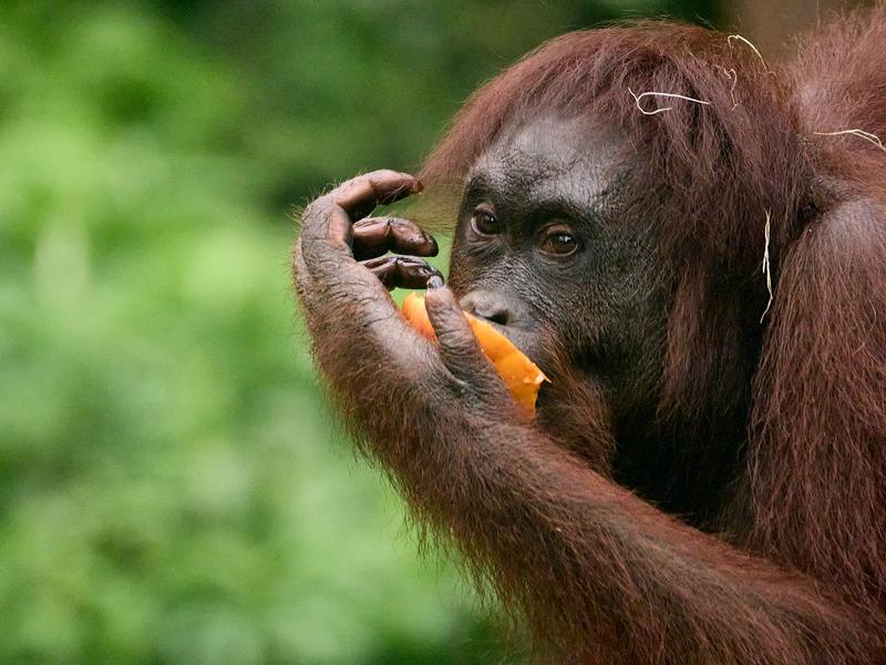 Sepilok Orangutan rehabilitation centre, Sandakan, Sabah, Malaysia