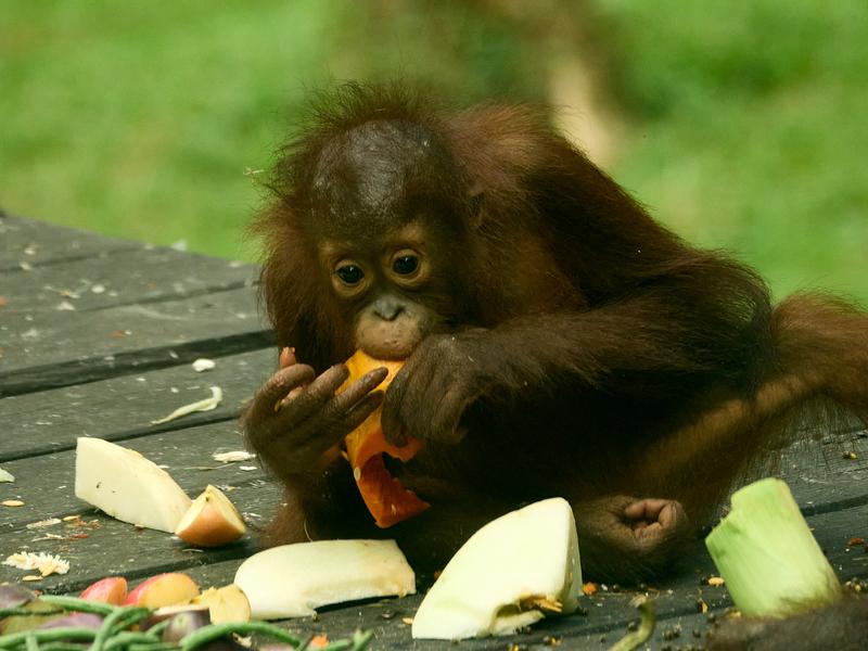 Sepilok Orangutan rehabilitation centre, Sandakan, Sabah, Malaysia