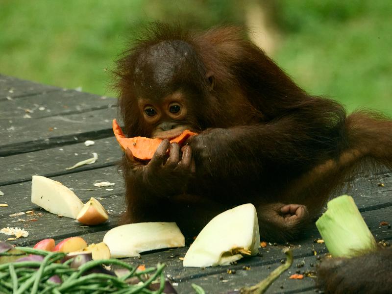 Sepilok Orangutan rehabilitation centre, Sandakan, Sabah, Malaysia