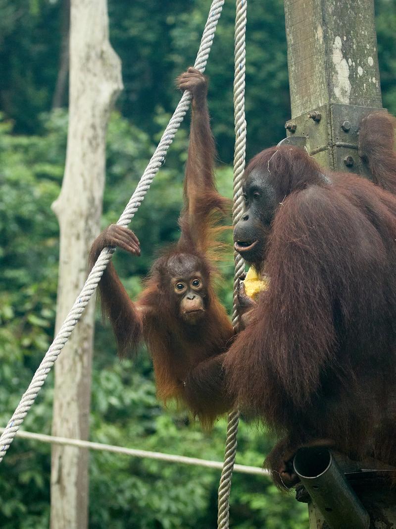 Sepilok Orangutan rehabilitation centre, Sandakan, Sabah, Malaysia