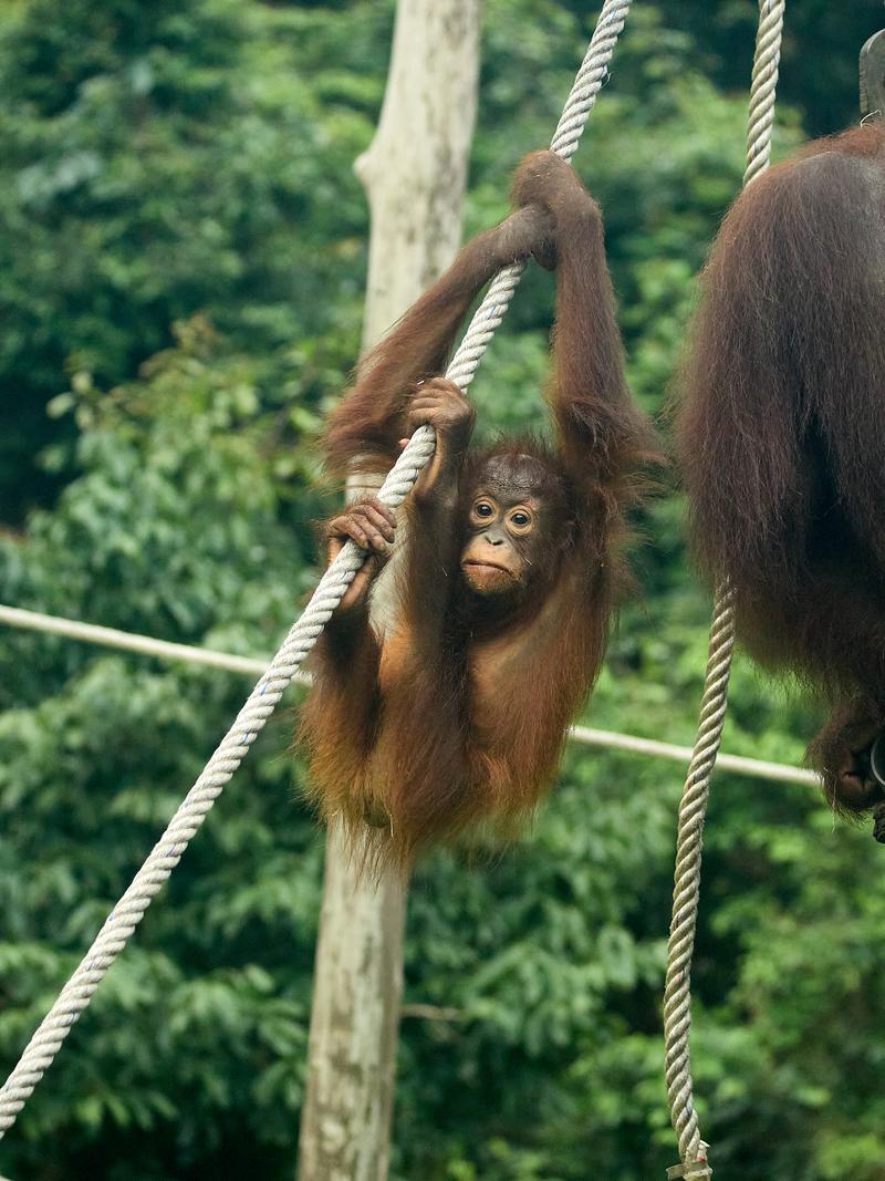 Sepilok Orangutan rehabilitation centre, Sandakan, Sabah, Malaysia