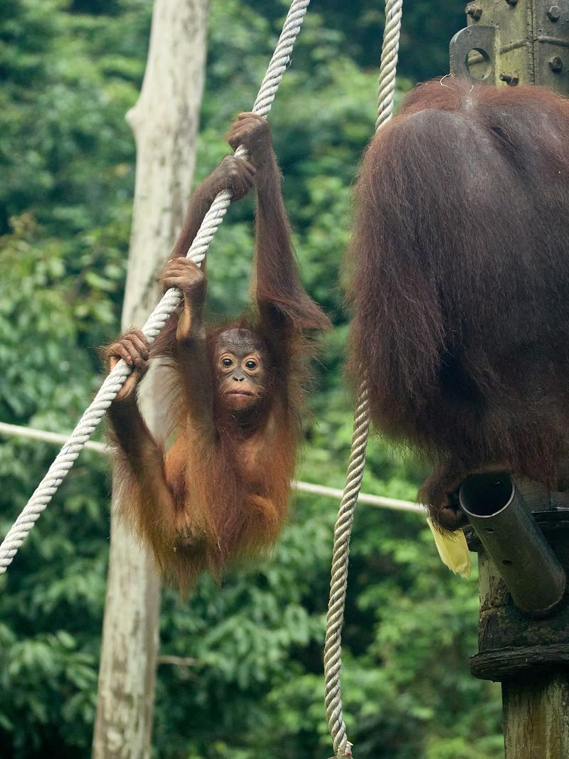 Sepilok Orangutan rehabilitation centre, Sandakan, Sabah, Malaysia