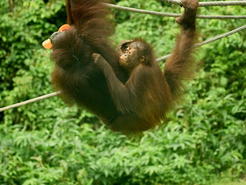 Sepilok Orangutan rehabilitation centre, Sandakan, Sabah, Malaysia