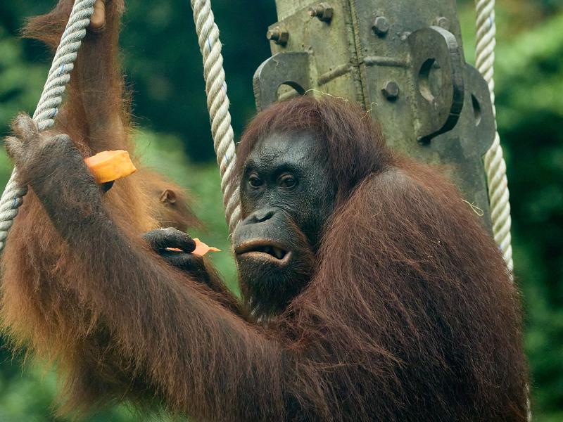 Sepilok Orangutan rehabilitation centre, Sandakan, Sabah, Malaysia