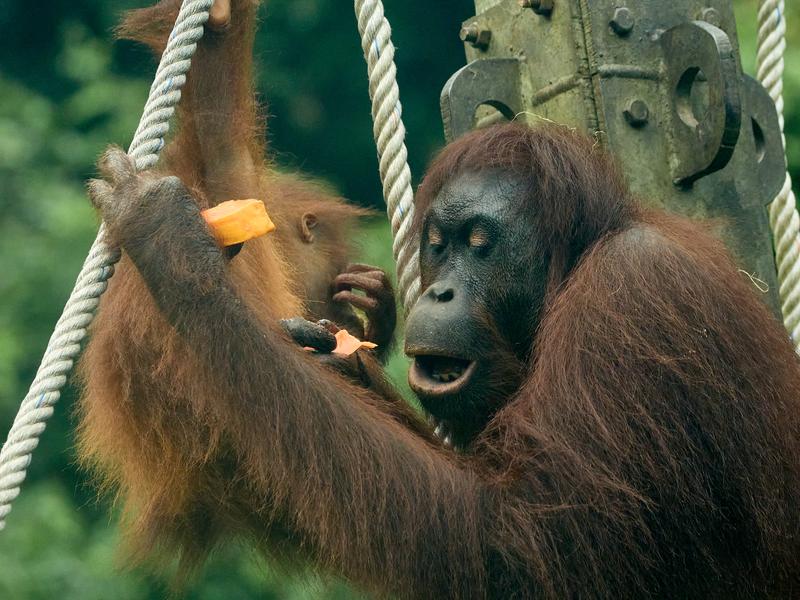 Sepilok Orangutan rehabilitation centre, Sandakan, Sabah, Malaysia