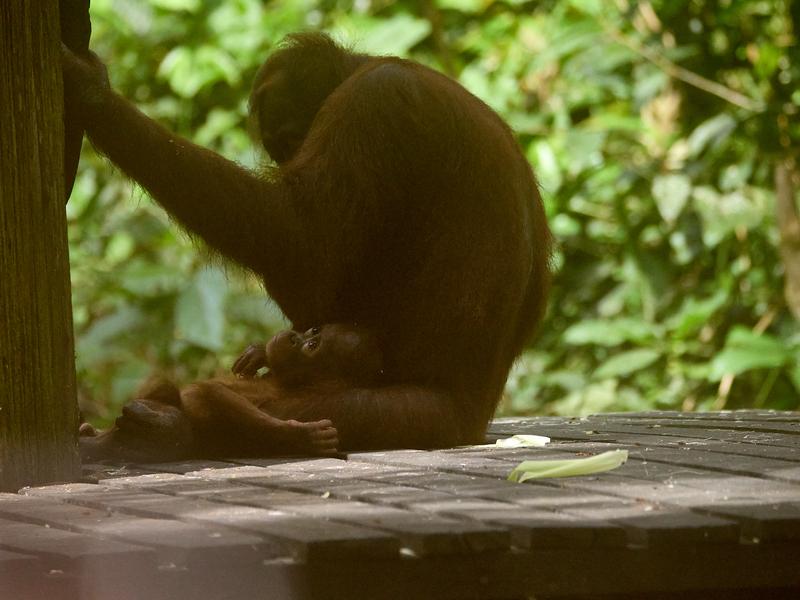 Sepilok Orangutan rehabilitation centre, Sandakan, Sabah, Malaysia