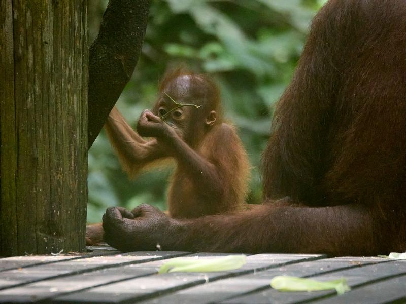 Sepilok Orangutan rehabilitation centre, Sandakan, Sabah, Malaysia